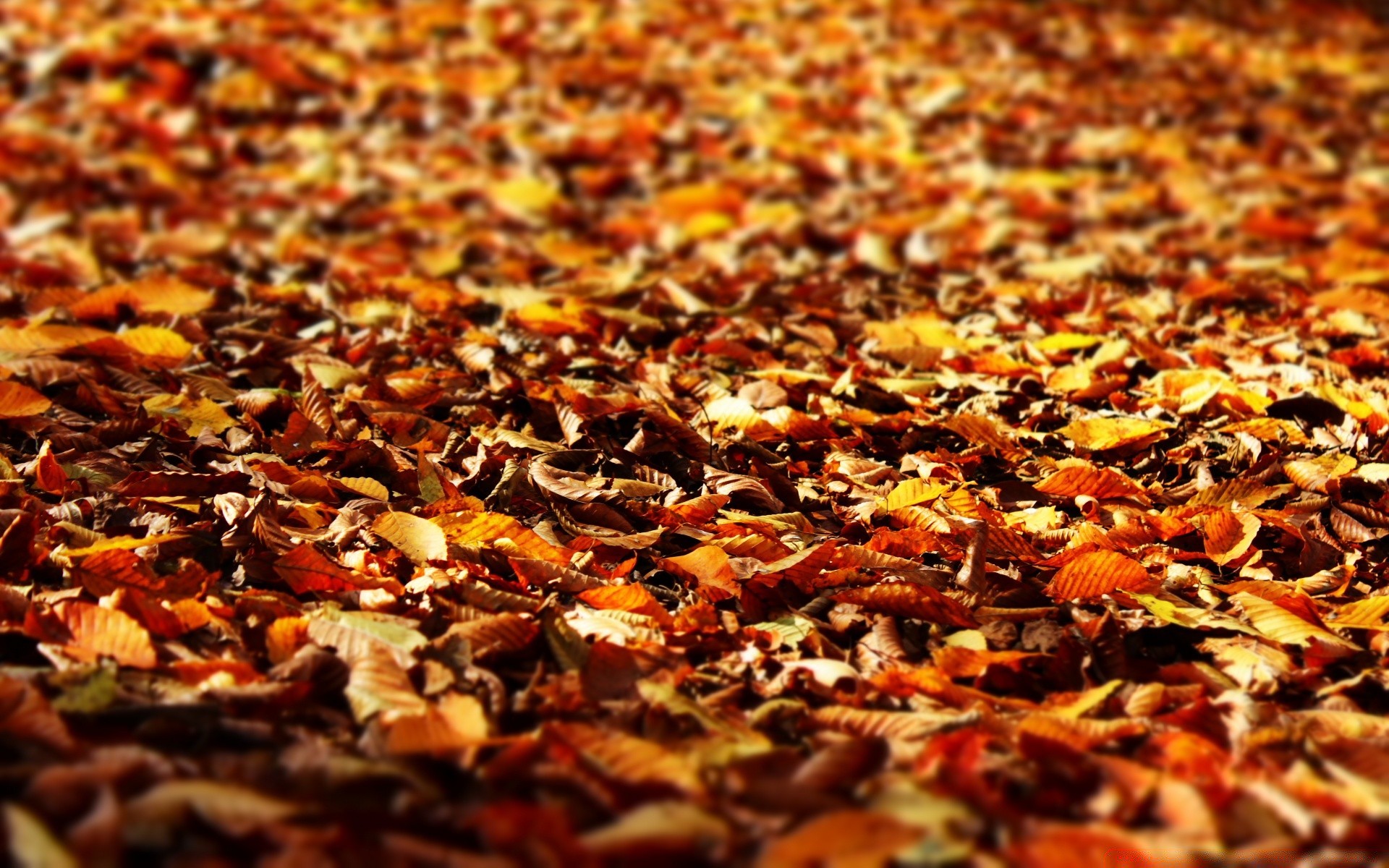 automne automne bureau feuille or nature saison texture alimentaire sec à l extérieur couleur