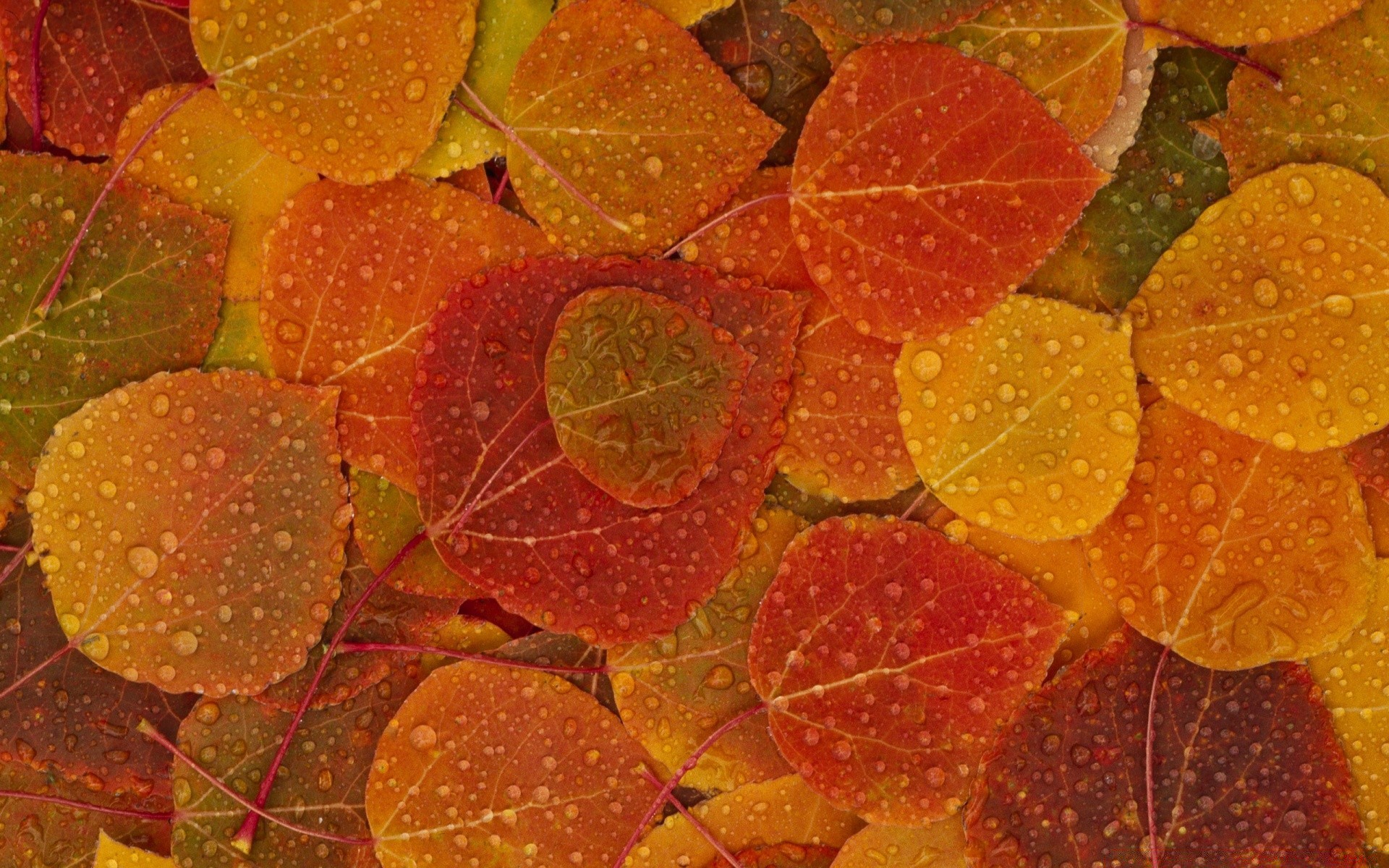 autumn leaf texture fall desktop color pattern nature flora maple bright close-up tree season