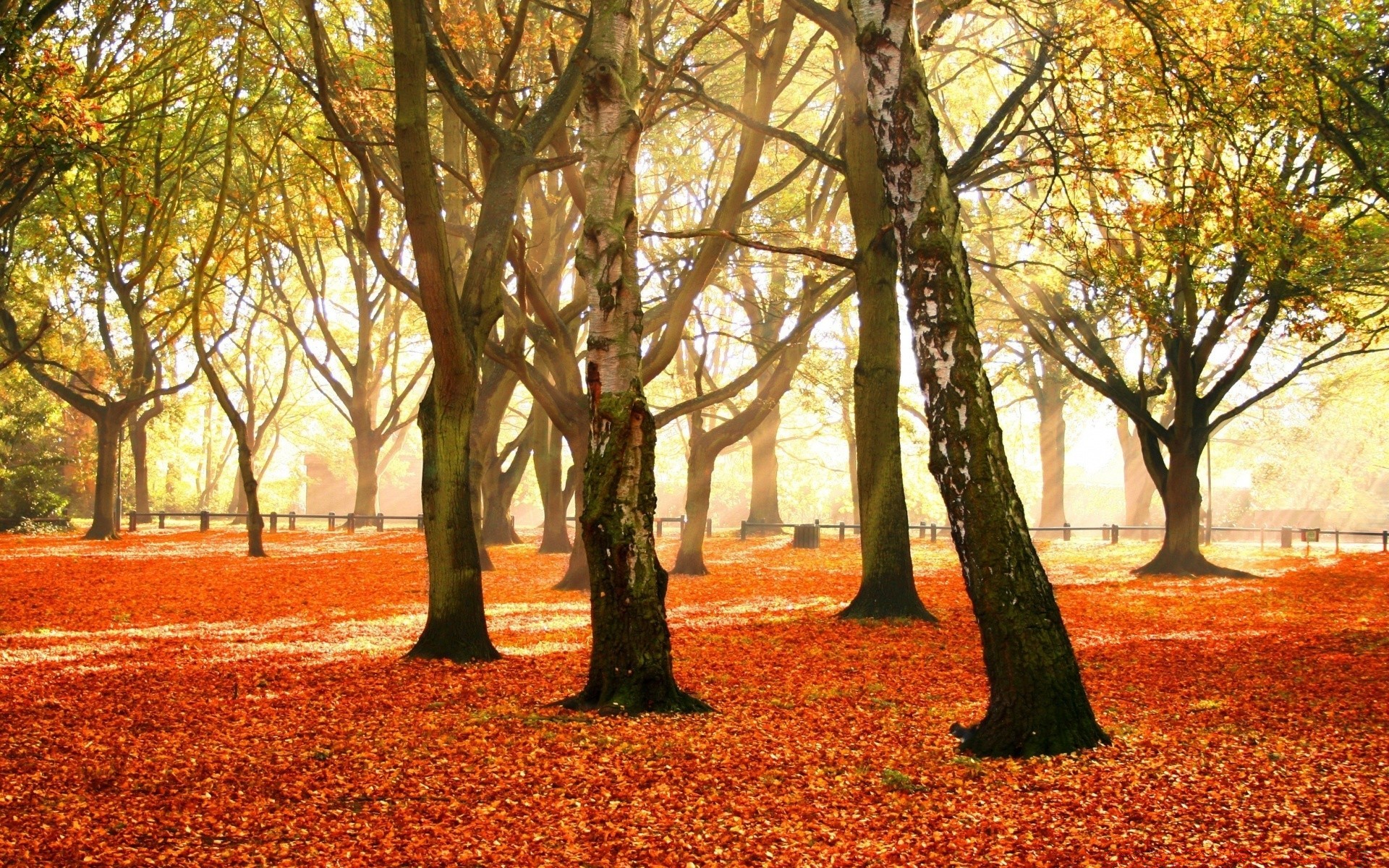 autumn fall tree leaf wood park season maple nature landscape guidance scenic branch footpath alley gold scenery scene fair weather environment walk