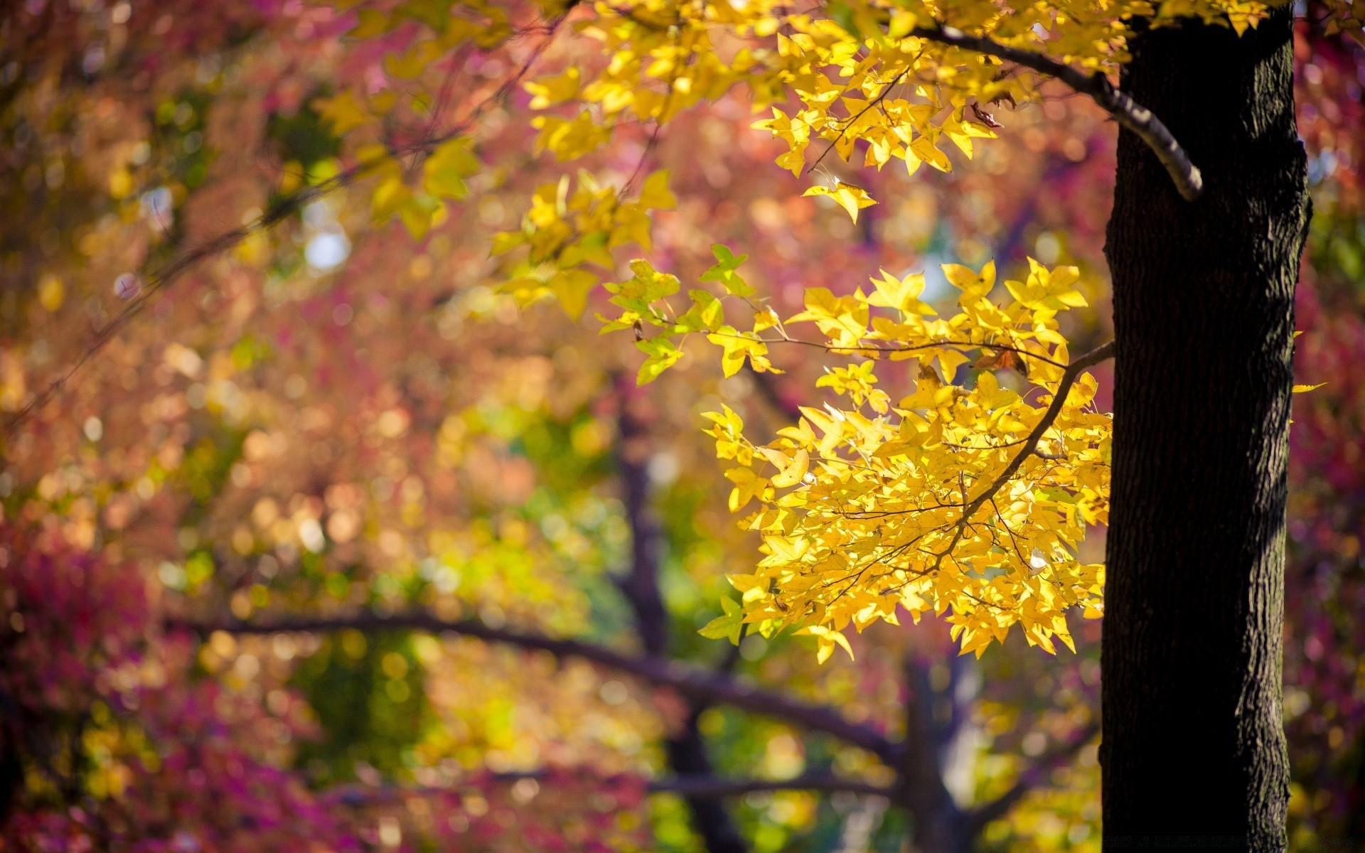 autumn tree fall leaf nature season park branch maple color landscape flora flower wood outdoors garden bright fair weather environment growth