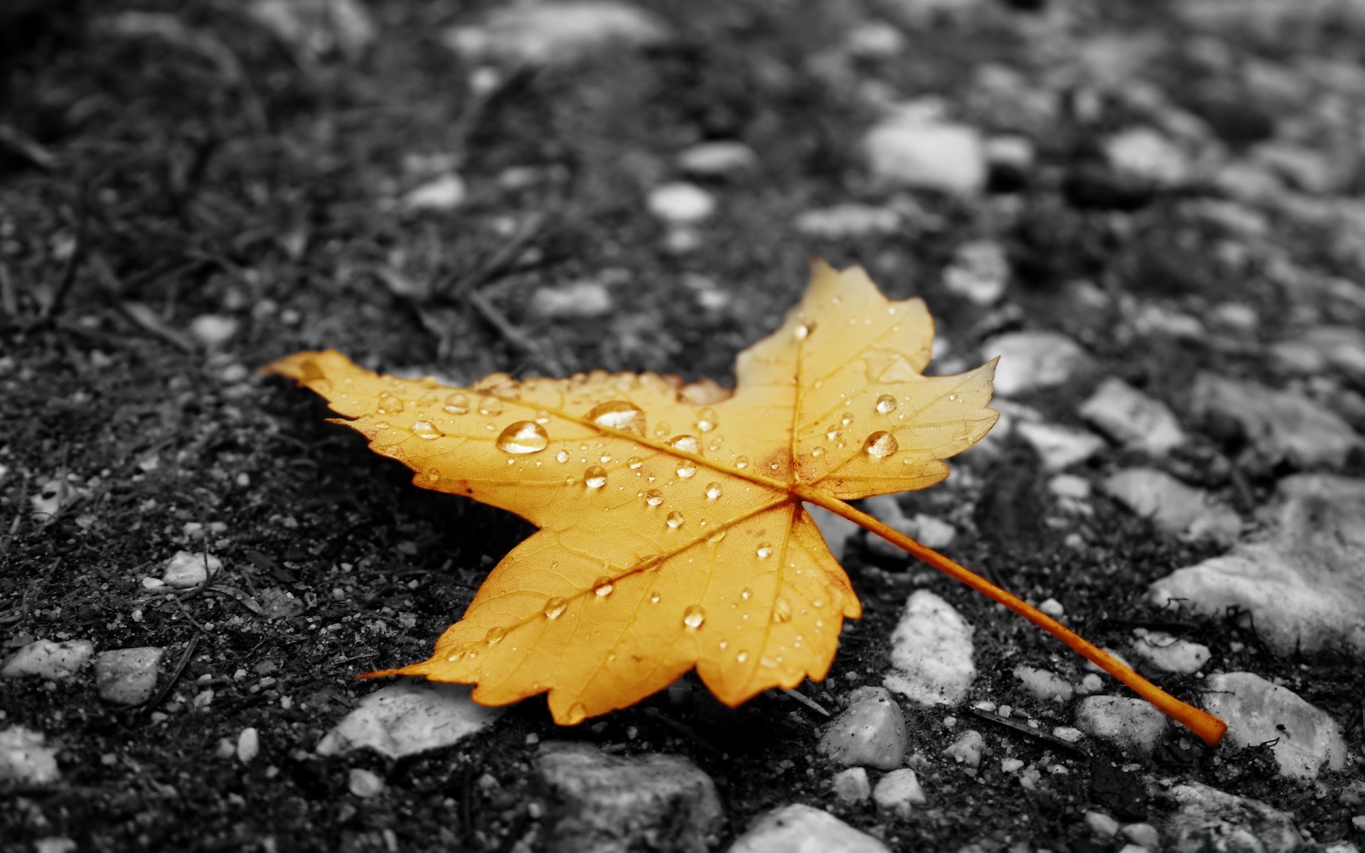 herbst blatt natur herbst im freien nass boden regen flora wasser