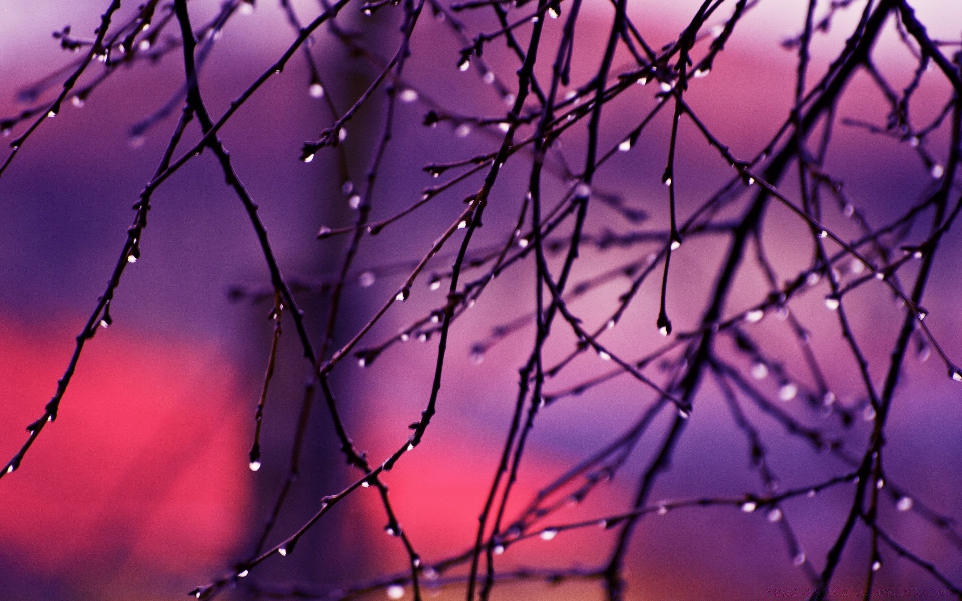 automne aube résumé couleur nature bureau dof lumière hiver