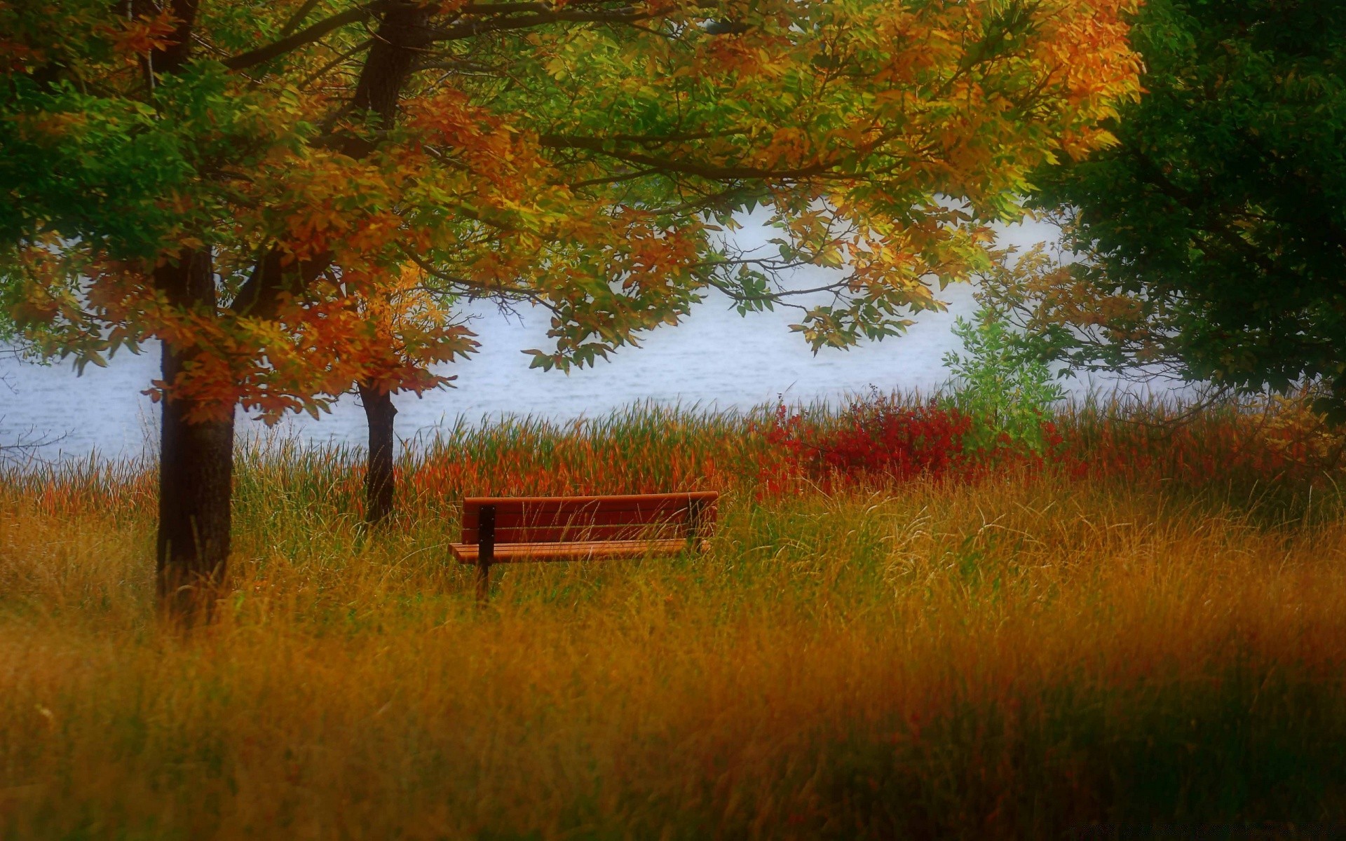 autumn fall tree landscape wood nature outdoors leaf dawn scenic grass placid countryside daylight park