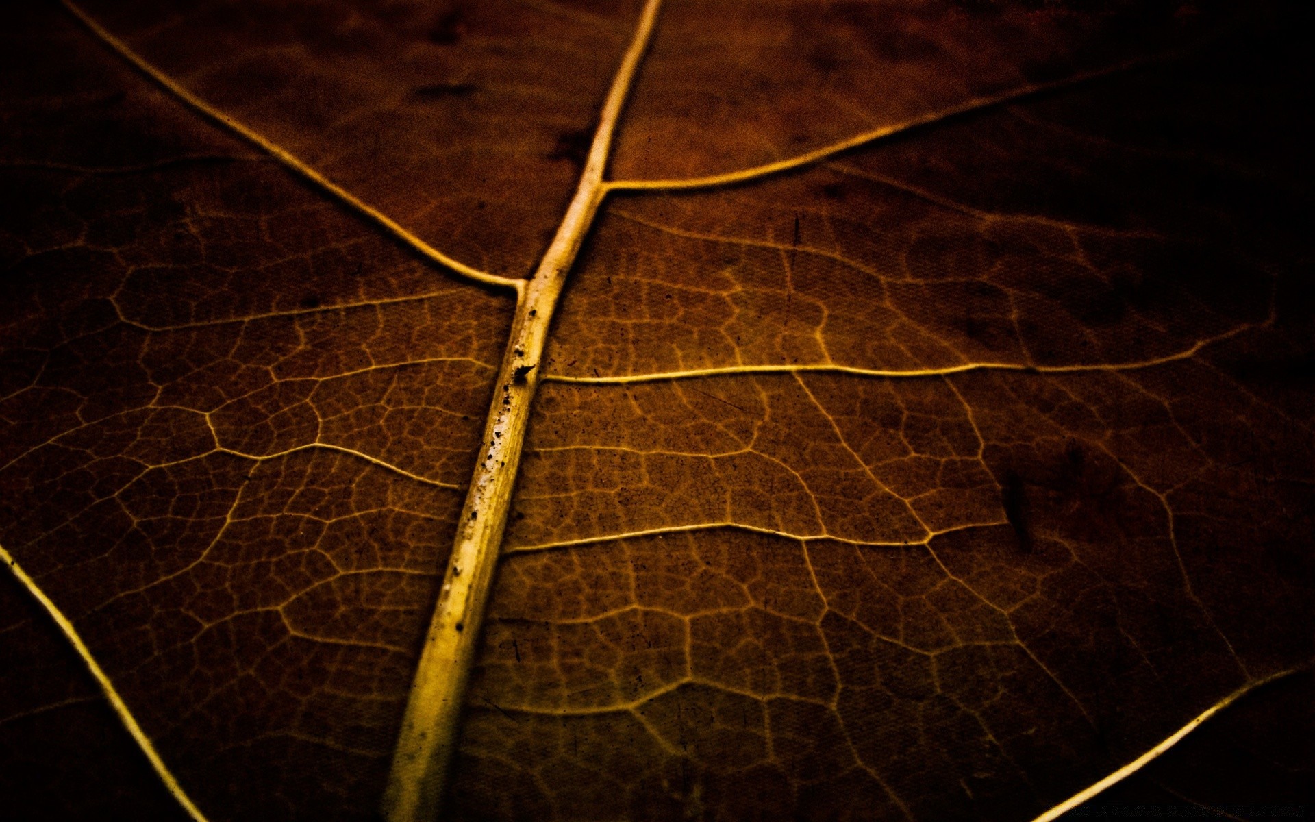 autumn texture desktop abstract dark pattern nature color art design close-up light background