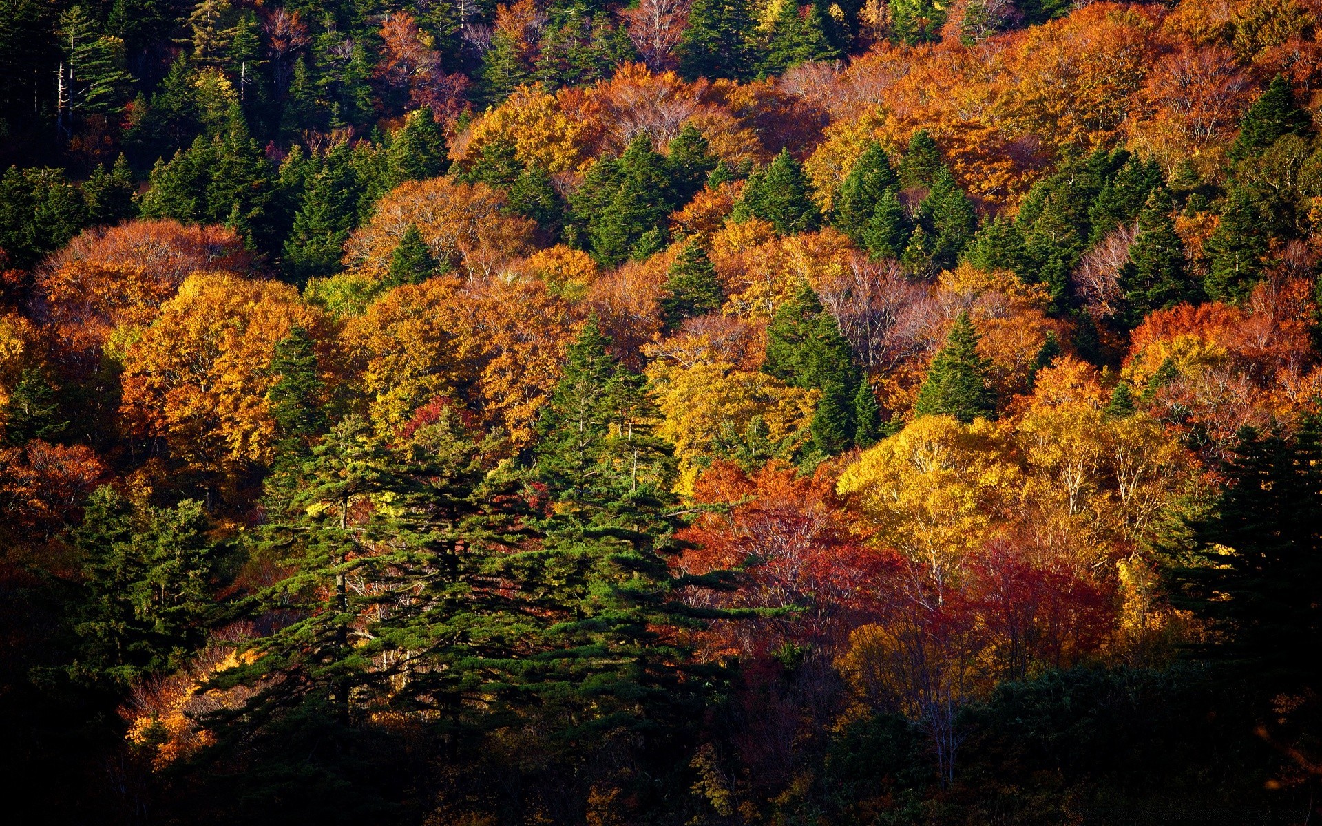 autumn fall leaf tree landscape nature wood outdoors scenic daylight park maple season travel environment