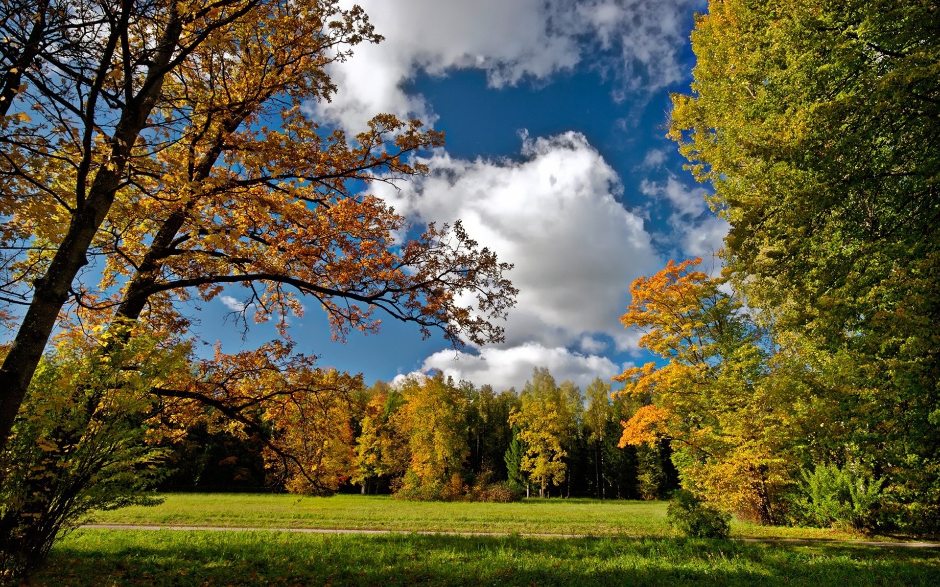 autumn tree fall landscape scenic nature wood leaf outdoors park fair weather countryside season rural bright scenery daylight scene grass sun