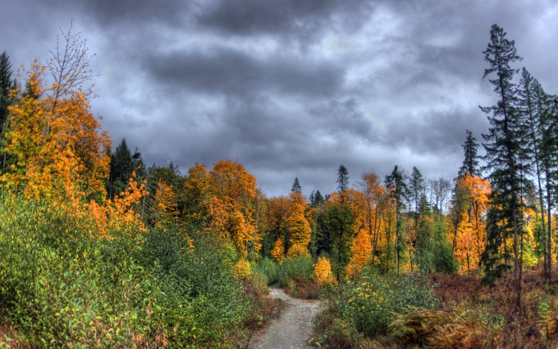 autumn fall tree wood leaf landscape nature outdoors scenic season countryside park rural fair weather