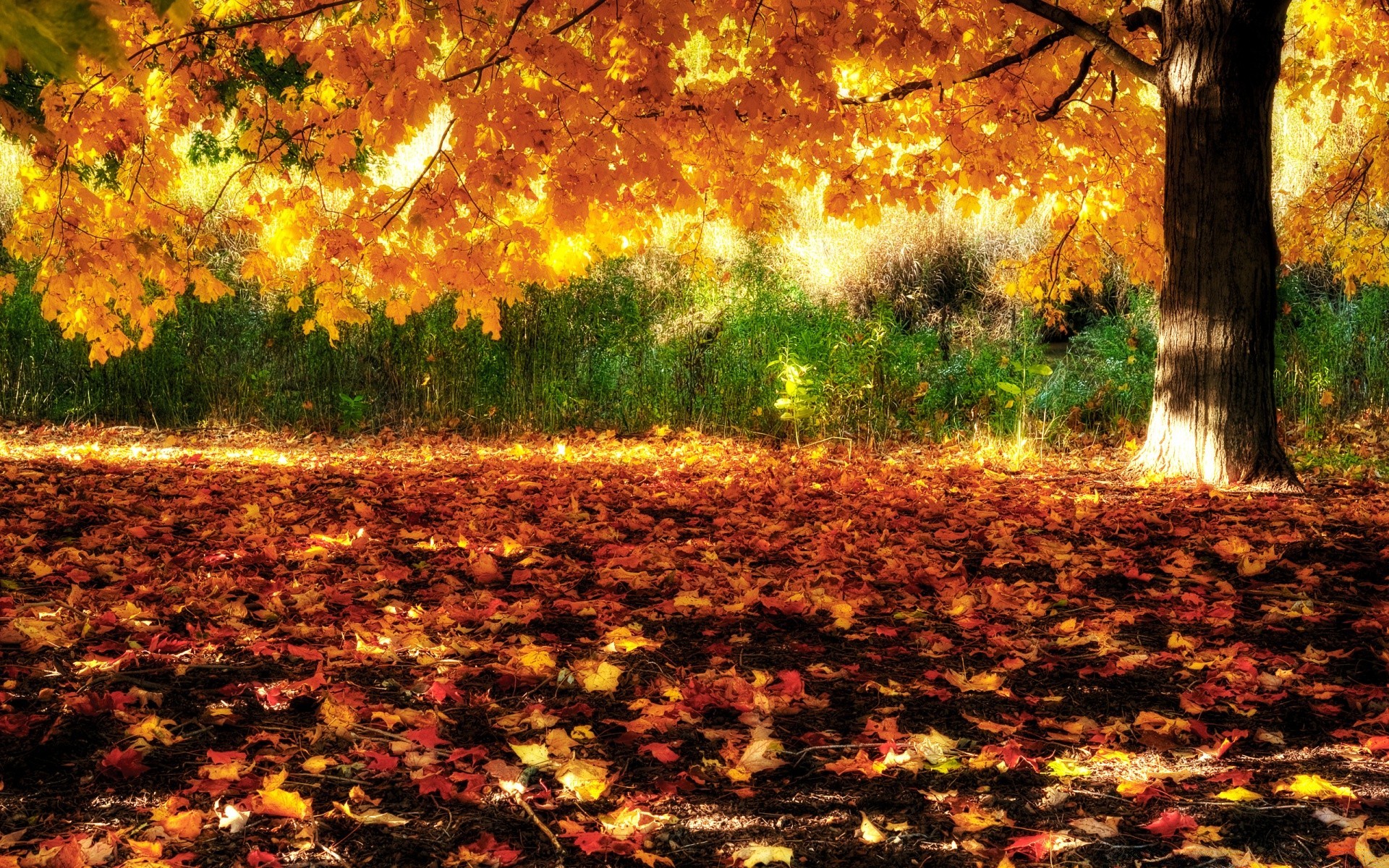 autunno autunno albero foglia stagione natura paesaggio all aperto legno sole parco alba oro bel tempo