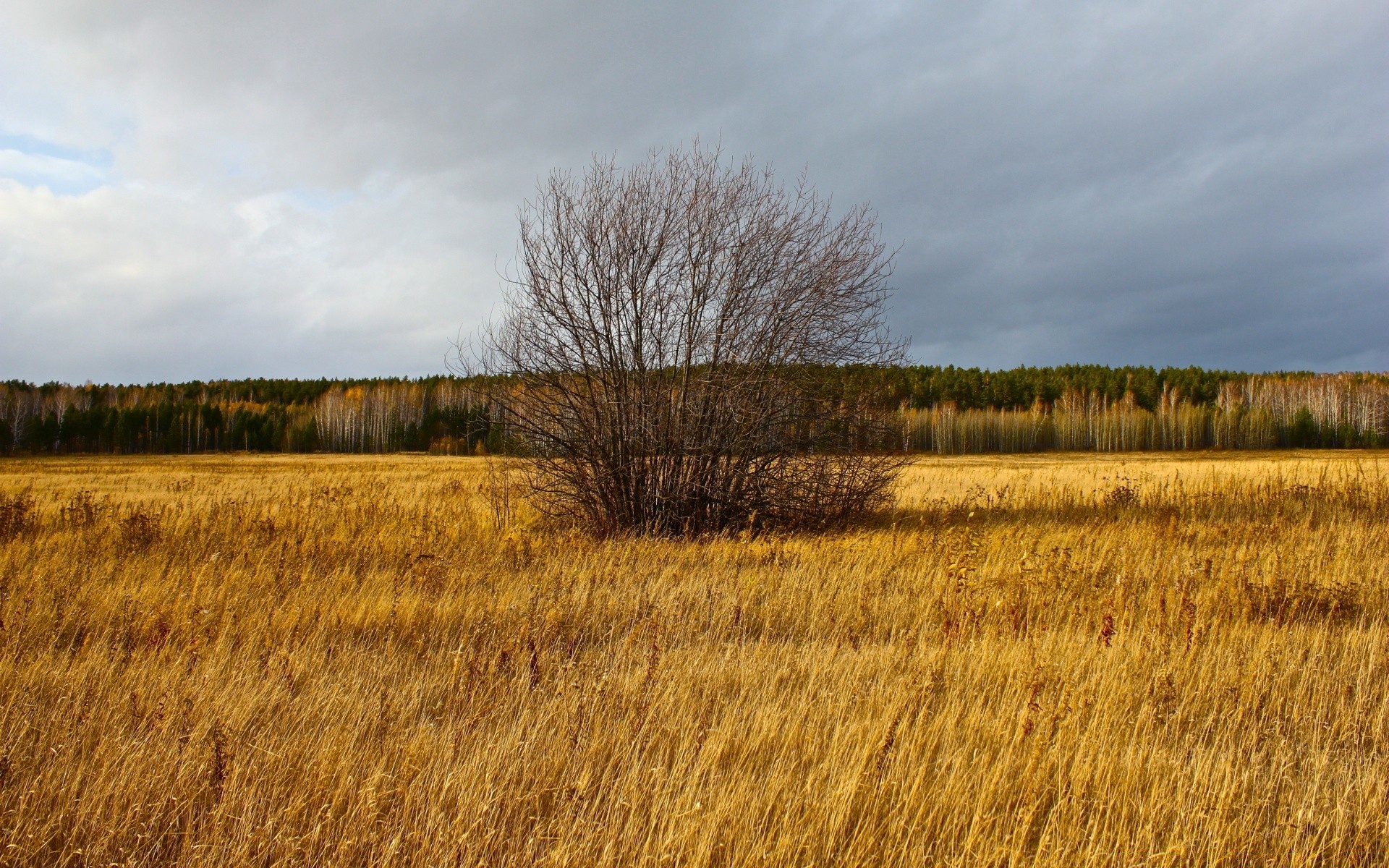 autumn landscape nature tree fall field agriculture rural wood outdoors farm countryside sky environment country season