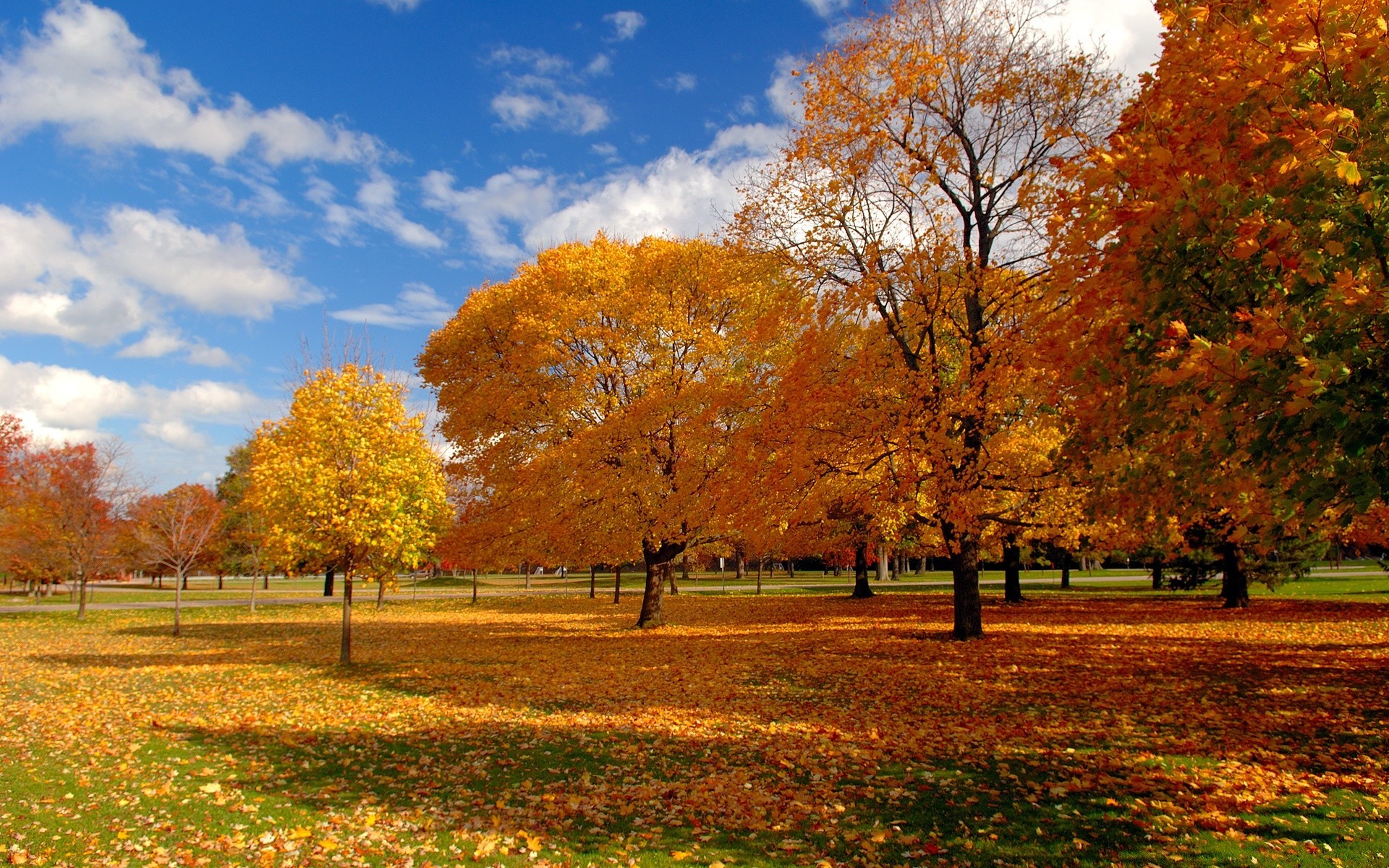 autumn fall tree leaf park season landscape maple nature scenic wood bright dawn countryside fair weather rural branch scenery scene sun outdoors