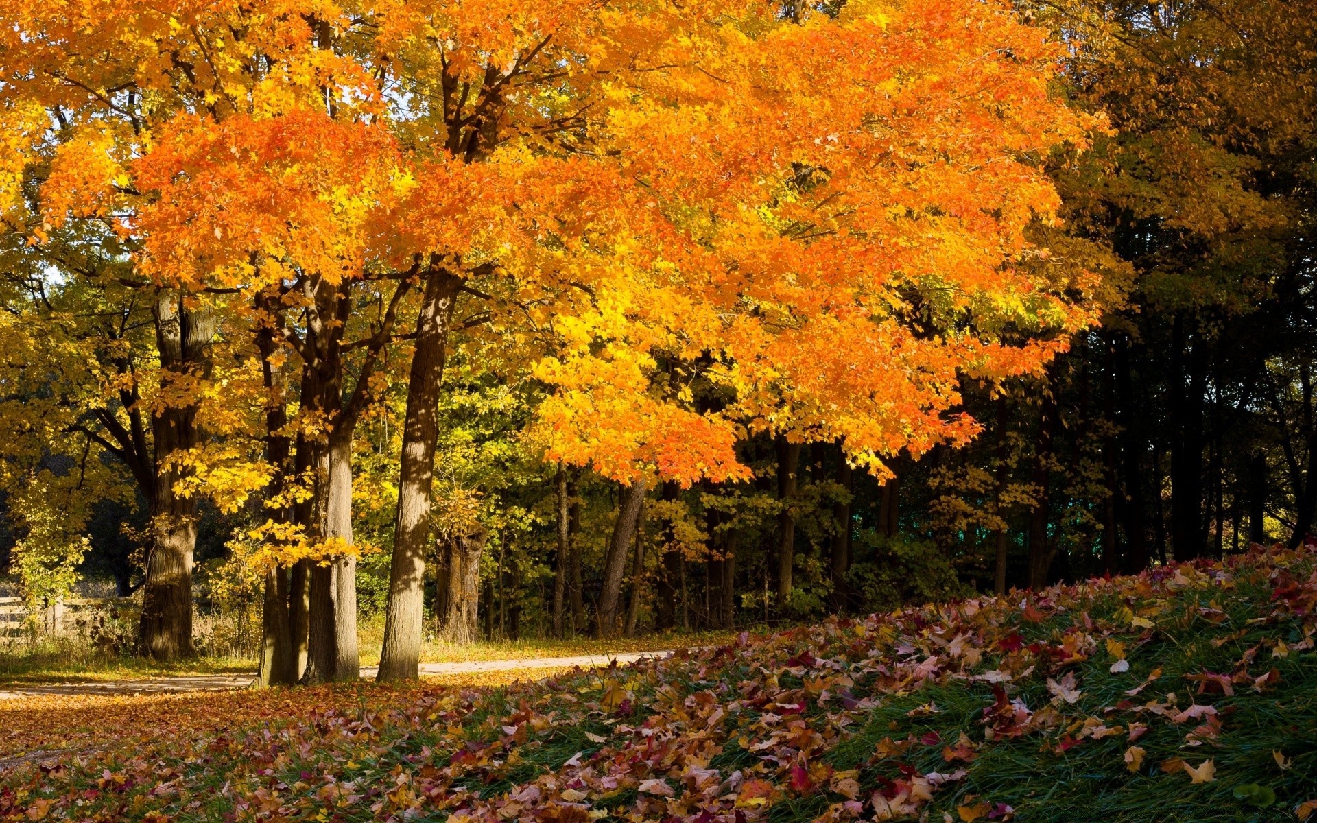 otoño otoño hoja arce árbol paisaje temporada parque escénico naturaleza oro madera al aire libre cambio exuberante medio ambiente color rama