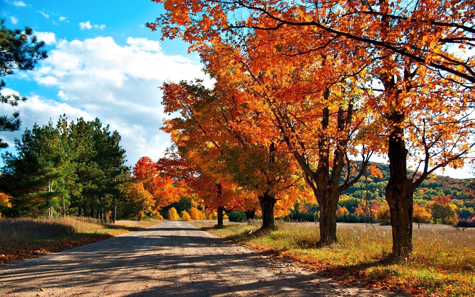 autumn fall tree leaf landscape season park nature maple scenic wood scene rural scenery fair weather bright outdoors countryside