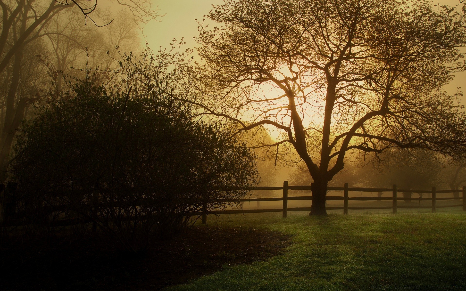 autunno paesaggio albero alba nebbia nebbia autunno legno natura ramo sole campagna luce tramonto bel tempo