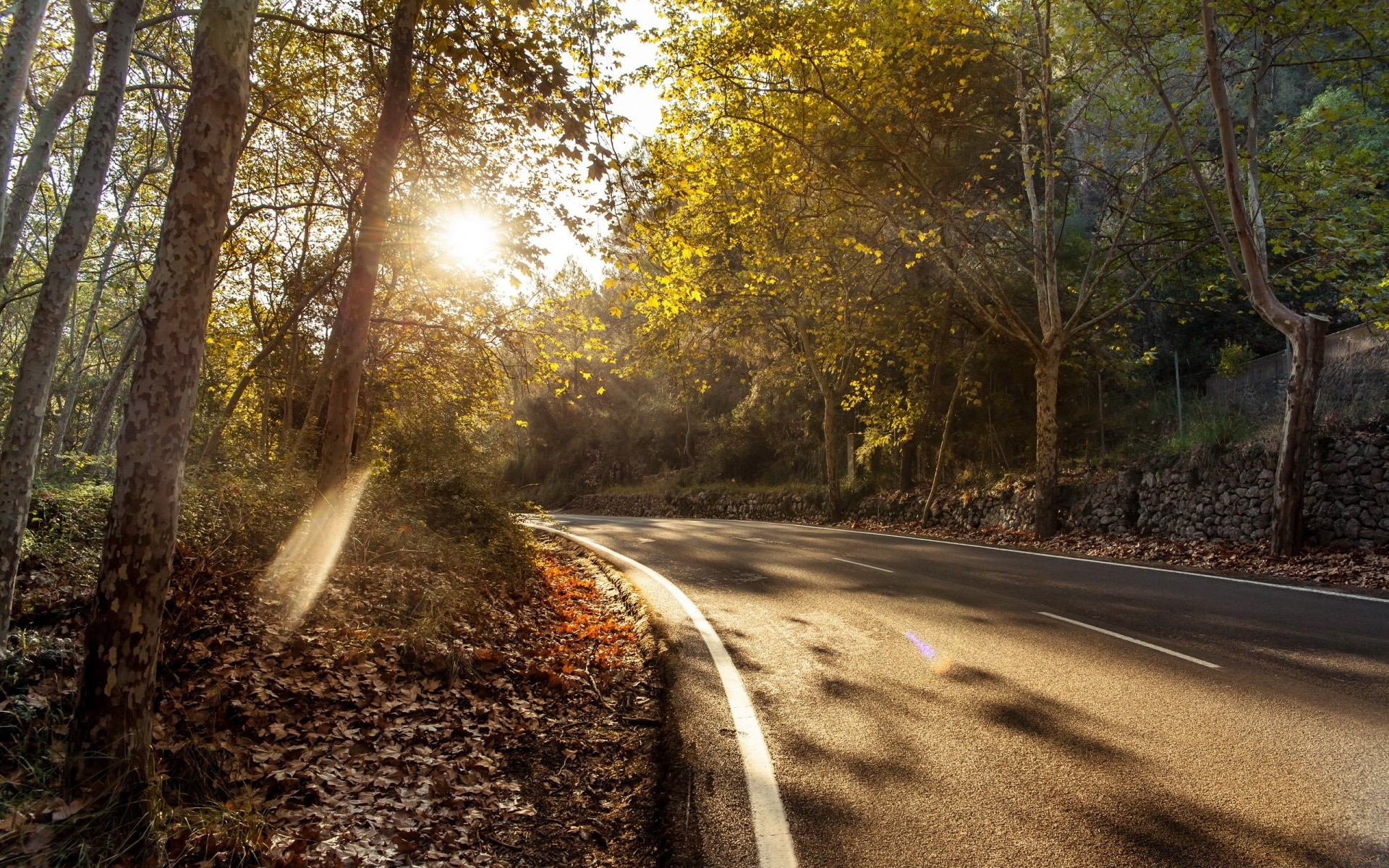 otoño camino árbol madera guía otoño naturaleza paisaje carril hoja parque carretera al aire libre amanecer temporada campo luz