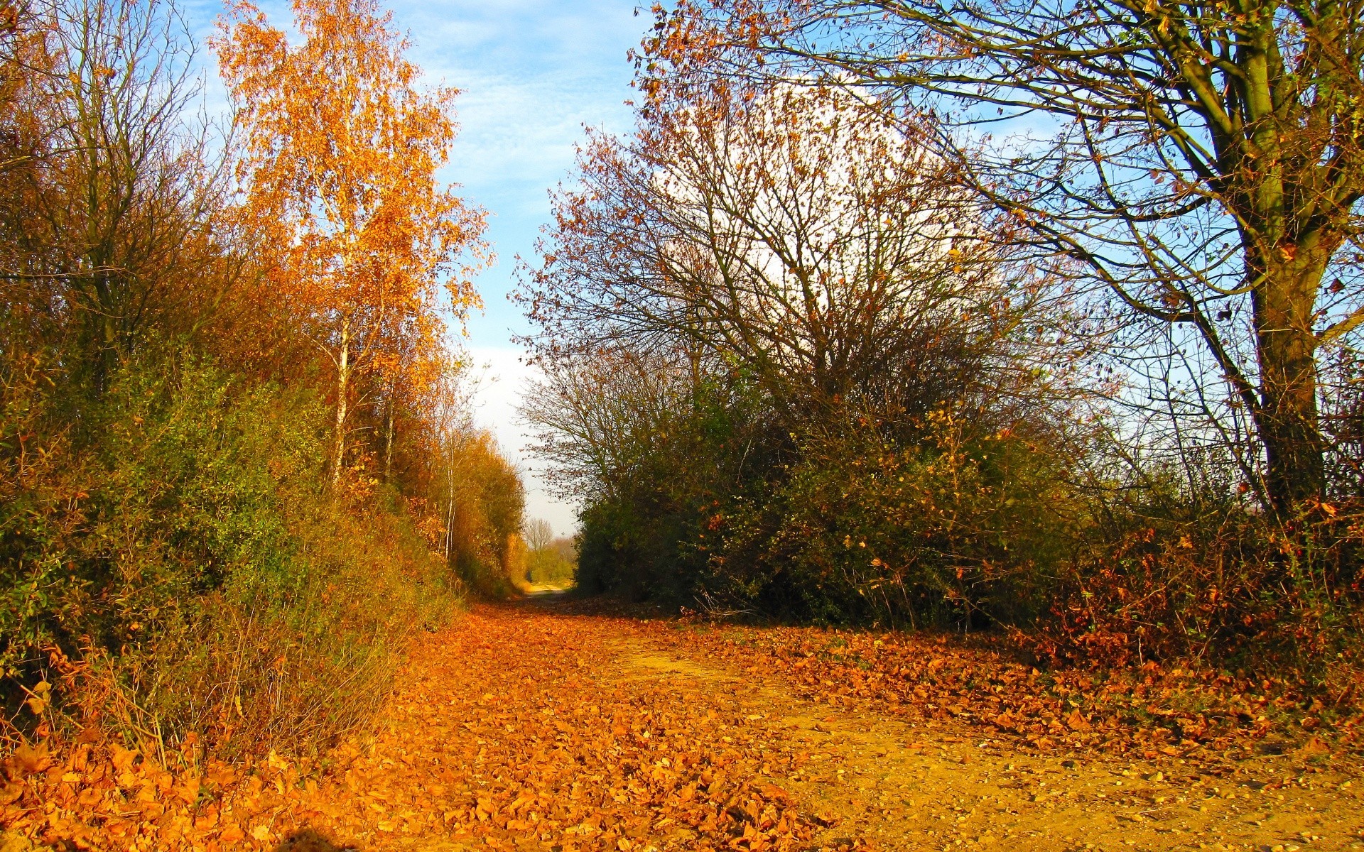 herbst herbst holz landschaft blatt holz natur im freien park saison straße gutes wetter umwelt landschaftlich dämmerung landschaft guide