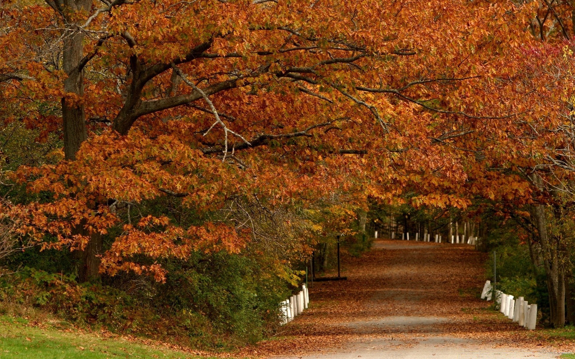 autumn fall tree leaf maple park landscape wood season nature scenic outdoors branch guidance environment road daylight scenery