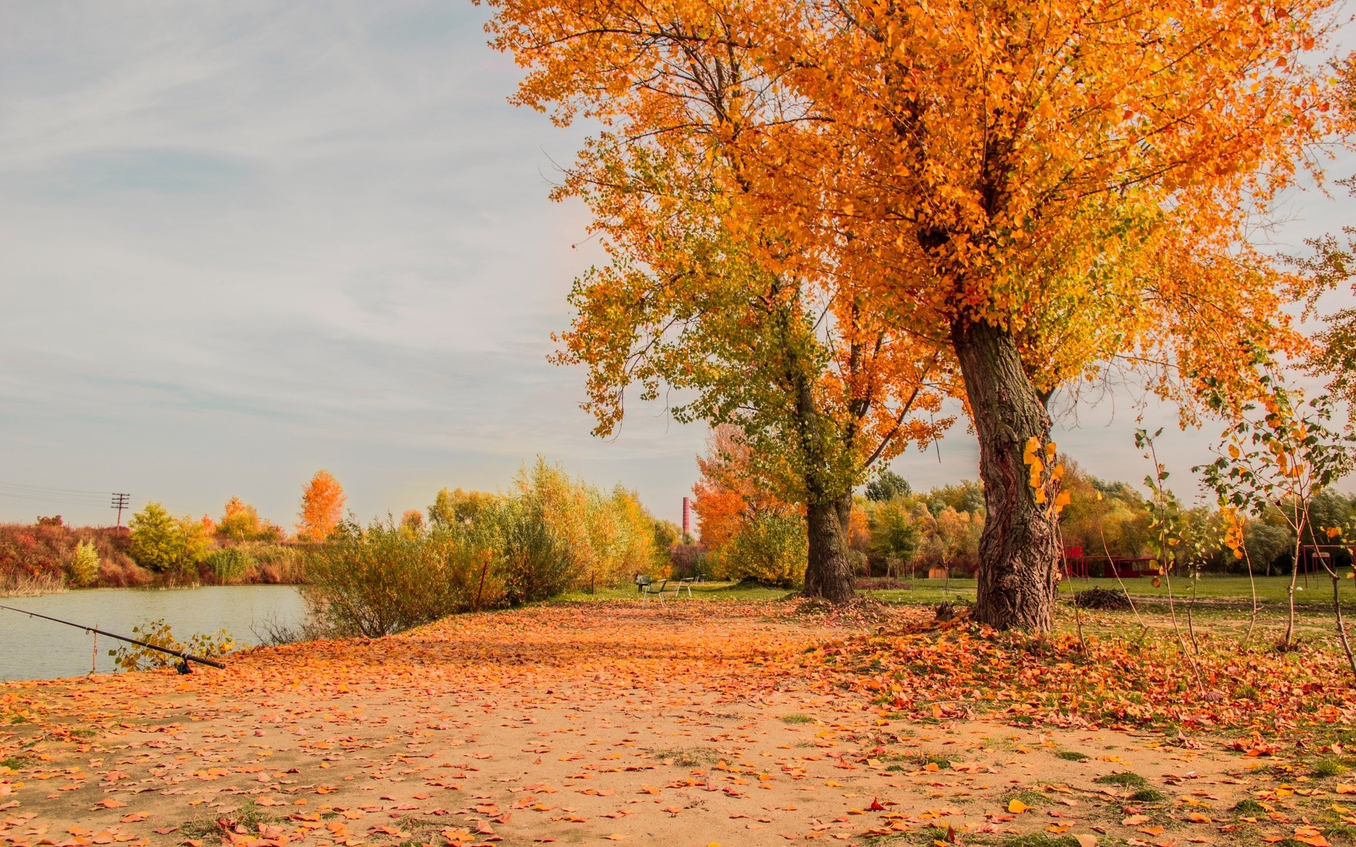 otoño otoño árbol hoja naturaleza paisaje temporada parque al aire libre rural madera campo buen tiempo pintoresco brillante arce medio ambiente amanecer oro