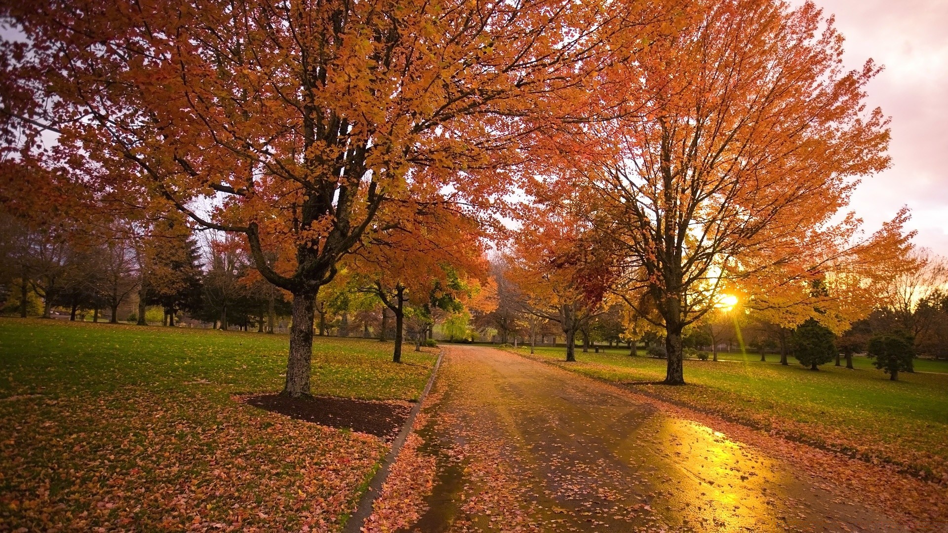 autumn fall tree leaf park landscape maple season scenic road nature wood guidance alley outdoors branch scenery countryside fair weather lane