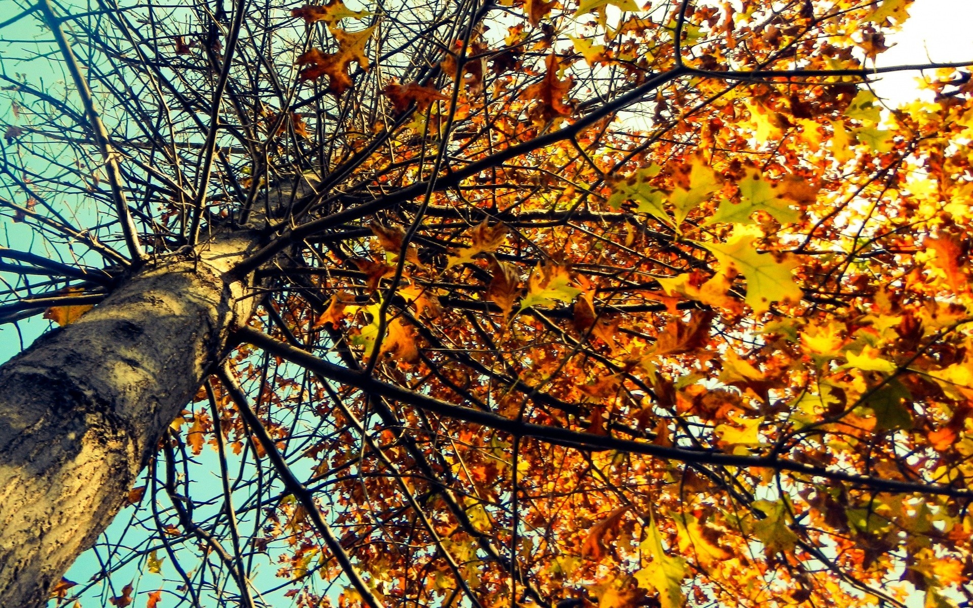 otoño otoño árbol hoja temporada rama naturaleza madera arce paisaje al aire libre brillante oro parque buen tiempo flora color escritorio medio ambiente sol