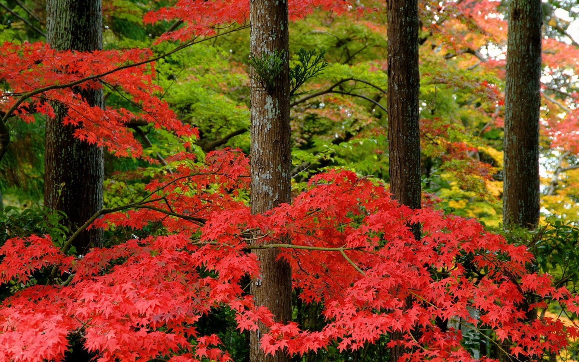 autumn leaf fall maple tree nature season park wood landscape outdoors color environment flora branch bright vibrant lush scenery scenic