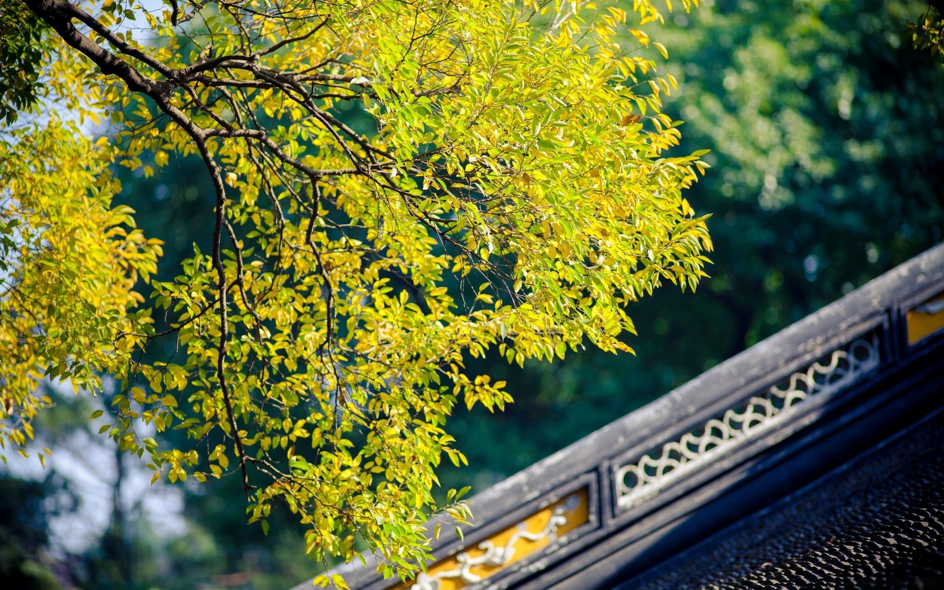 automne feuille arbre automne nature bois parc saison à l extérieur lumineux flore beau temps paysage branche couleur or soleil érable été