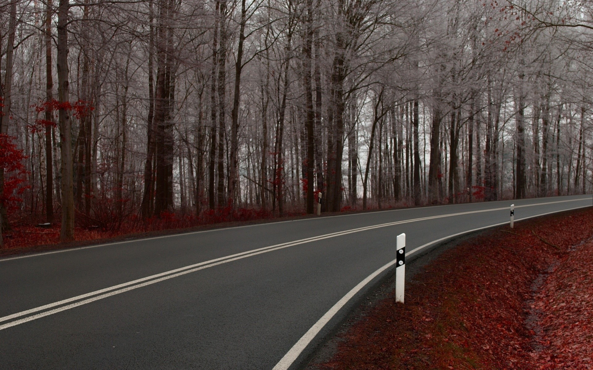 autumn road tree guidance landscape wood fall winter