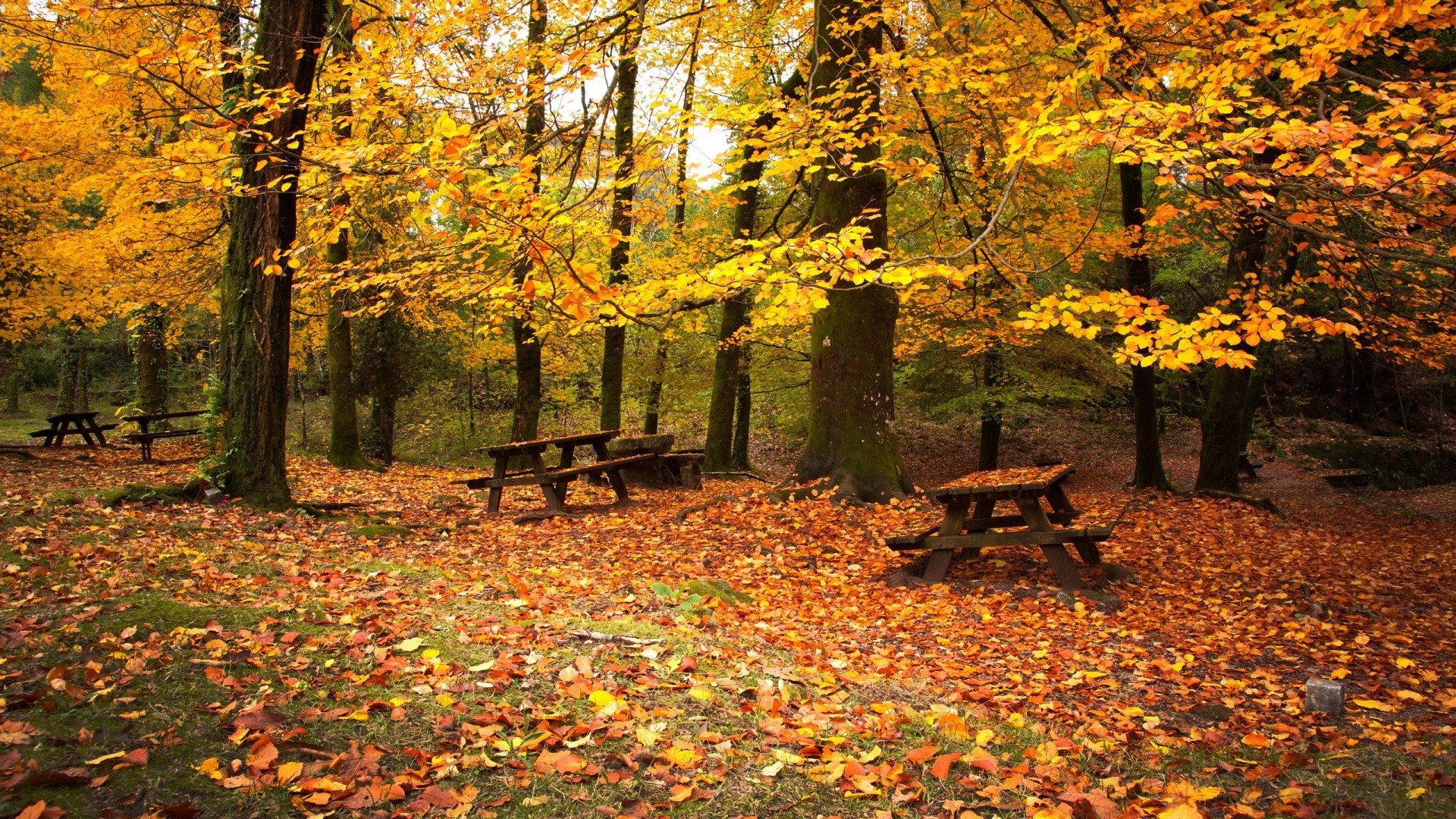 autunno autunno foglia di acero albero di legno stagione parco natura paesaggio scenico oro all aperto lussureggiante manuale di faggio paesaggio