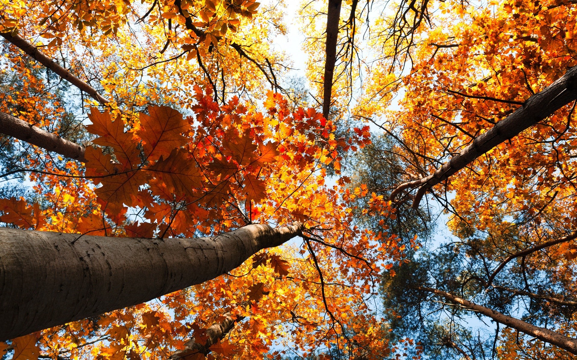 autumn fall tree leaf season maple branch wood park landscape nature gold color bright scenery fair weather scene outdoors environment trunk