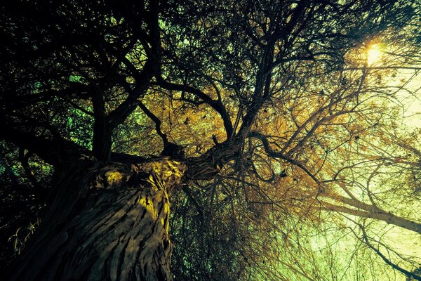 Autumn landscape. Autumn. Tree