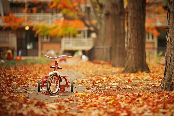 Ein Dreirad unter Herbstlaub