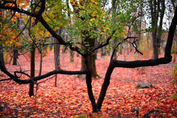 Feuilles rouges sur le sol. Vert sur les arbres