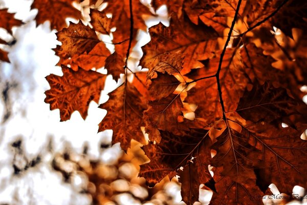 Soleil à travers les feuilles d automne lumineux