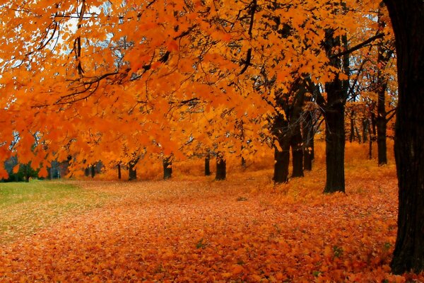 Paesaggio di albero autunnale con foglie