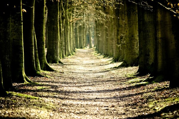 Wald Bäume gefallene Blätter