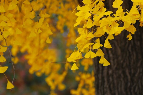 Goldener schöner Herbst vor dem Fenster