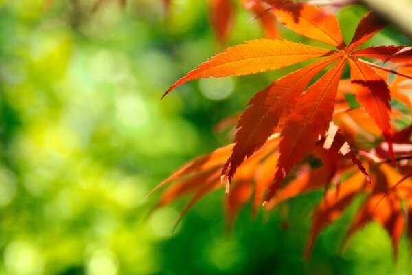 Bright autumn leaves on a blurry green background