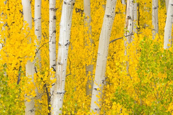 Yellow leaves and white birches