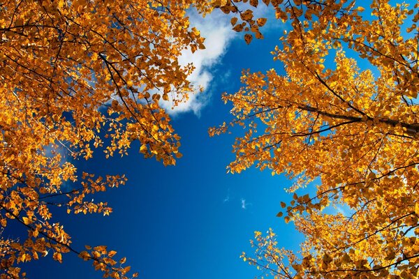 Herbstbäume. Üppige Wolke