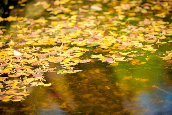 Gelbe Herbstblätter im Fluss