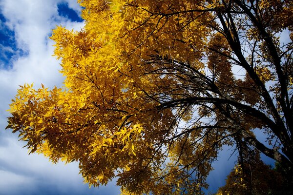 Hojas amarillas de los árboles contra el cielo