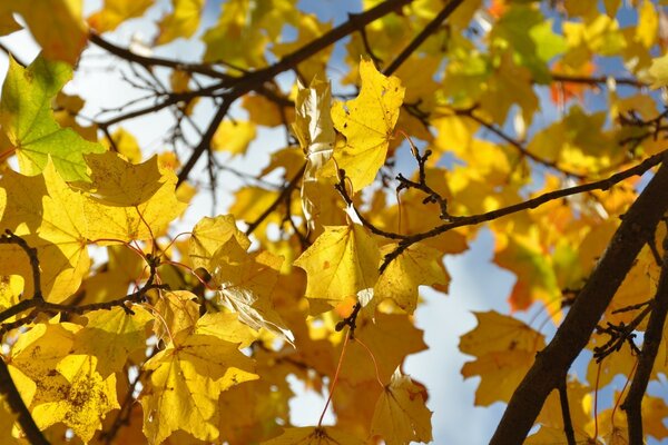 Autumn maple tree leaves