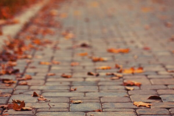 Autumn in the city. Bruschatka in the leaves