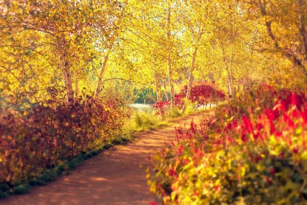 Gelbe Herbstbäume mit bunten Blättern