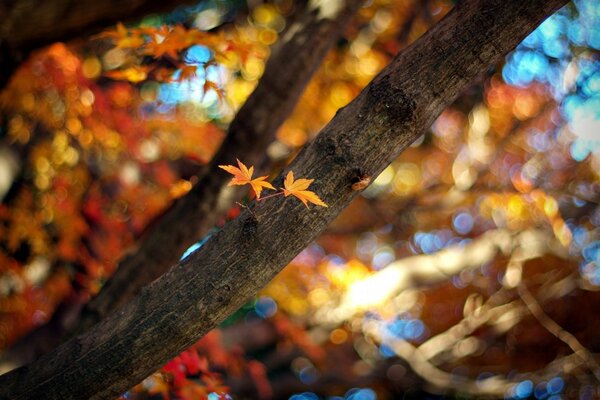 Autumn leaves. Sheet. Tree