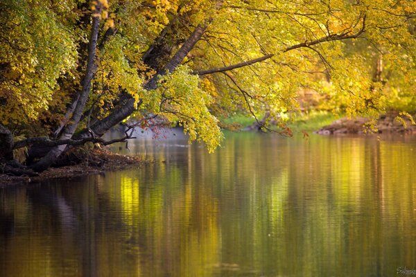 Der Baum wurde jedes Jahr tiefer über das Wasser gebeugt