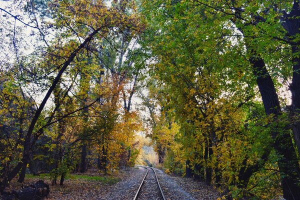 Дорожні шляхи посеред осіннього лісу