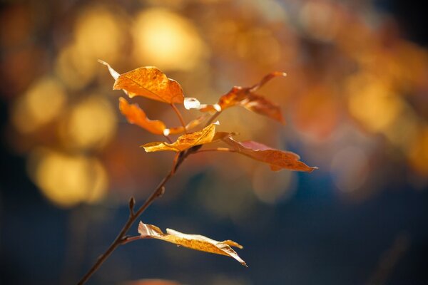 A twig of a tree with autumn yellow leaves