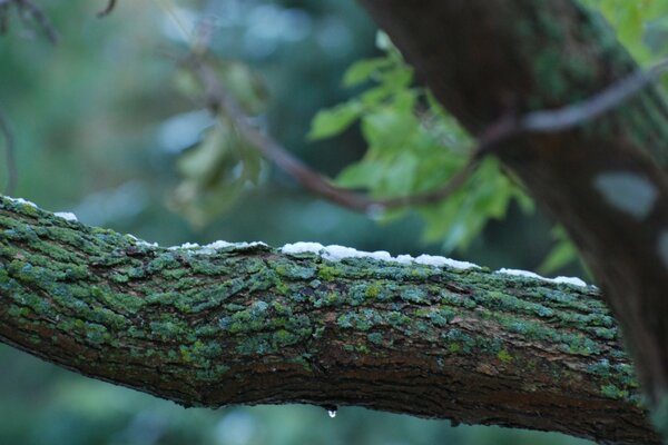 Baum im Freien. Herbst