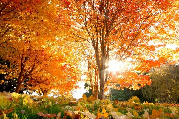 Herbstlaub fällt bald aus