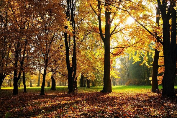 Arboleda de otoño y hojas marchitas